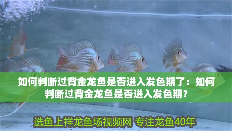 如何判斷過背金龍魚是否進(jìn)入發(fā)色期了：如何判斷過背金龍魚是否進(jìn)入發(fā)色期？