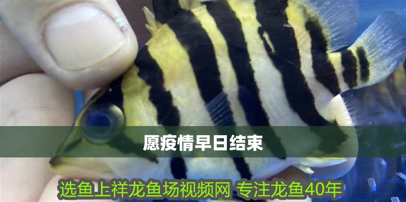 愿疫情早日結(jié)束