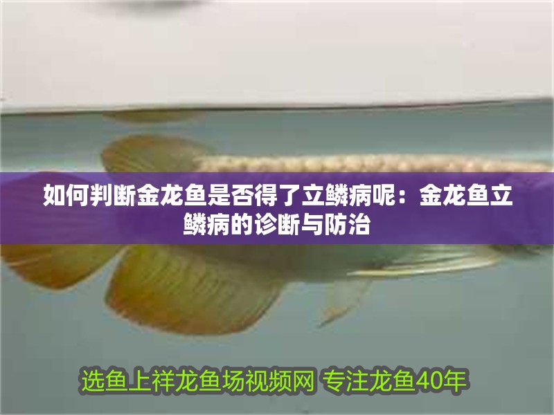 如何判斷金龍魚是否得了立鱗病呢：金龍魚立鱗病的診斷與防治