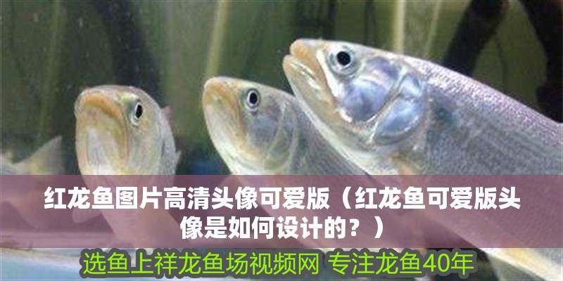 紅龍魚圖片高清頭像可愛版（紅龍魚可愛版頭像是如何設計的？）