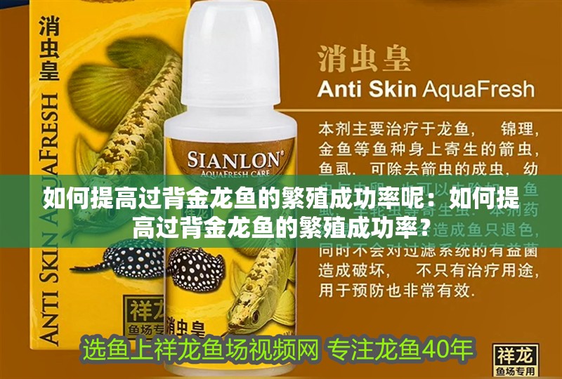 如何提高過背金龍魚的繁殖成功率呢：如何提高過背金龍魚的繁殖成功率？