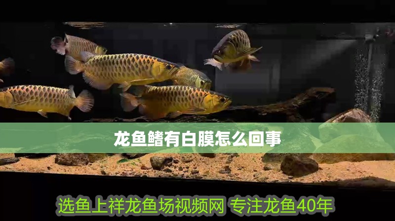 龍魚鰭有白膜怎么回事