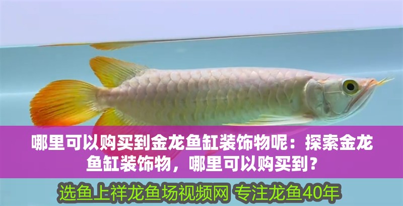 哪里可以購買到金龍魚缸裝飾物呢：探索金龍魚缸裝飾物，哪里可以購買到？