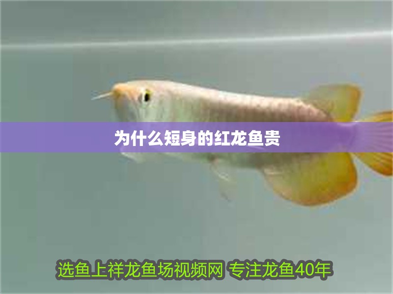 為什么短身的紅龍魚(yú)貴