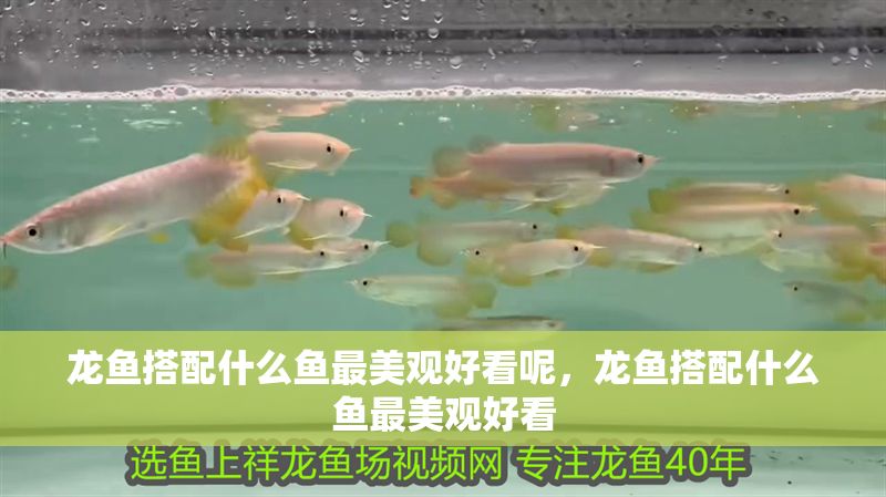 龍魚搭配什么魚最美觀好看呢，龍魚搭配什么魚最美觀好看