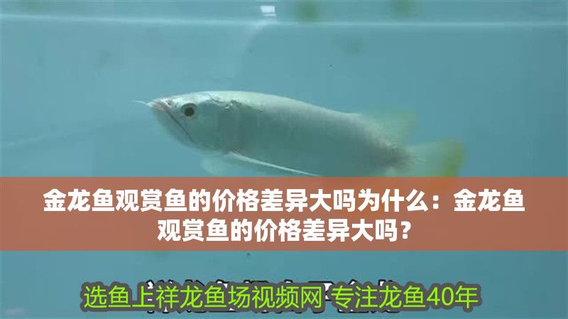 金龍魚觀賞魚的價格差異大嗎為什么：金龍魚觀賞魚的價格差異大嗎？