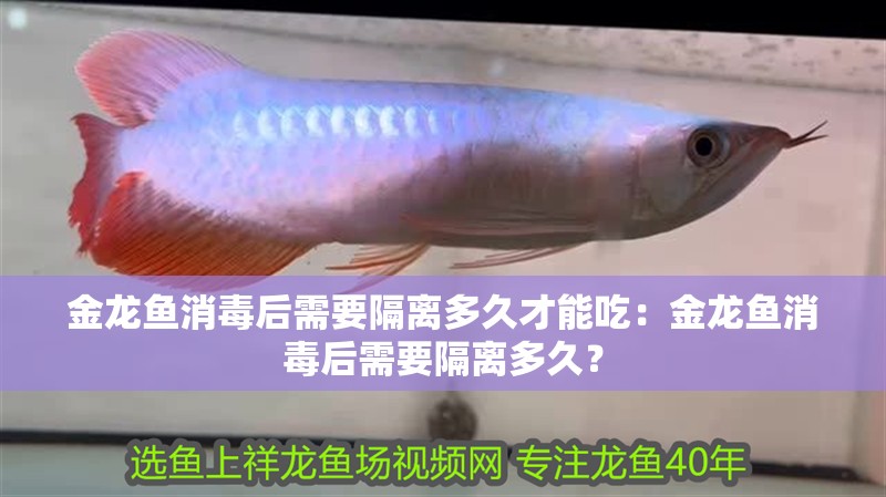 金龍魚消毒后需要隔離多久才能吃：金龍魚消毒后需要隔離多久？