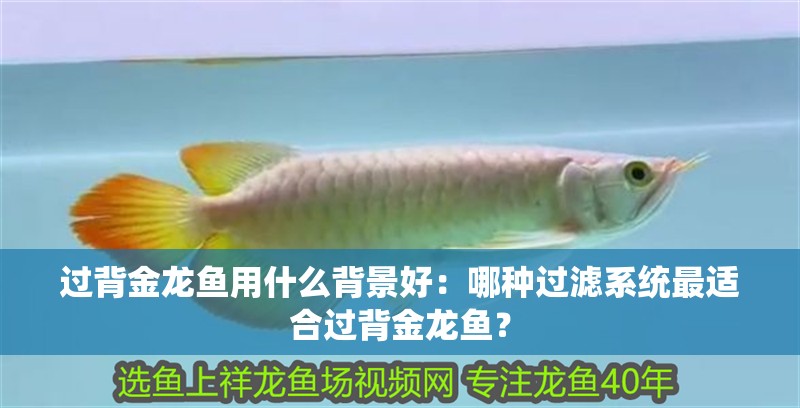 過背金龍魚用什么背景好：哪種過濾系統(tǒng)最適合過背金龍魚？