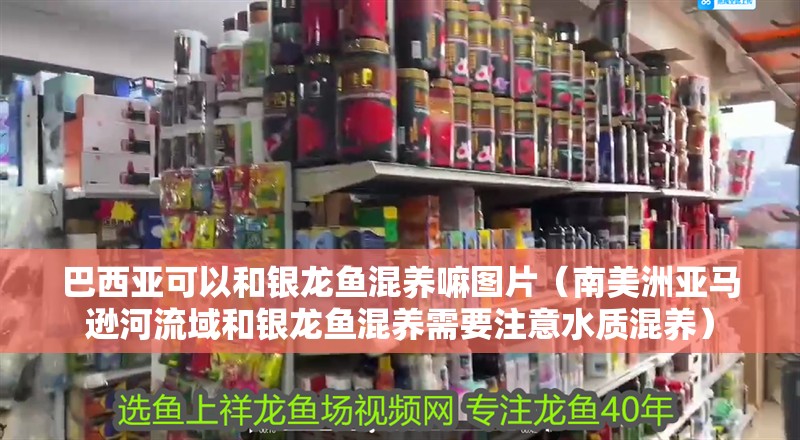 巴西亞可以和銀龍魚混養嘛圖片（南美洲亞馬遜河流域和銀龍魚混養需要注意水質混養）