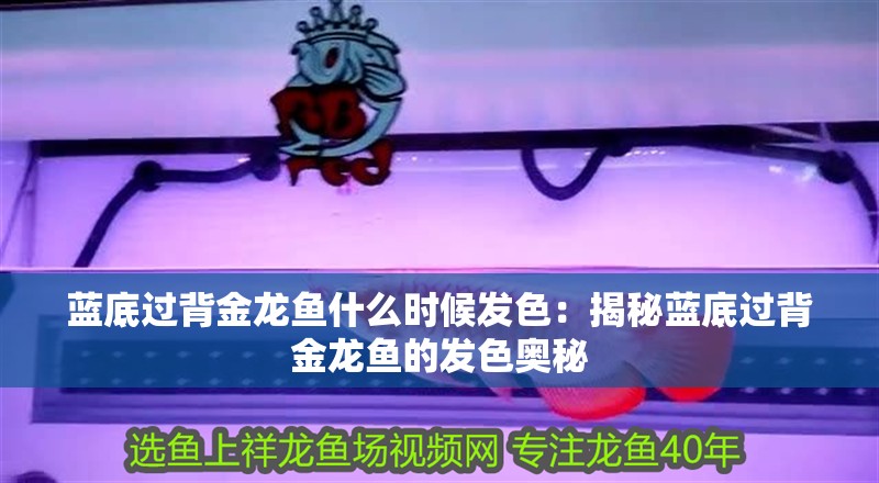 藍底過背金龍魚什么時候發色：揭秘藍底過背金龍魚的發色奧秘