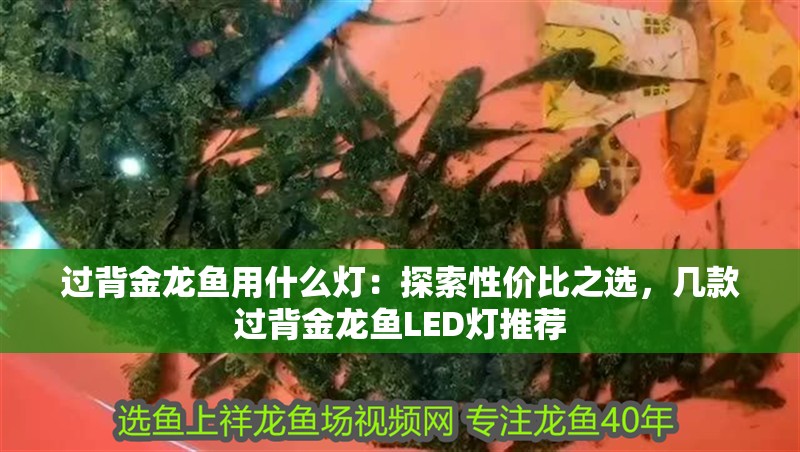 過背金龍魚用什么燈：探索性價比之選，幾款過背金龍魚LED燈推薦