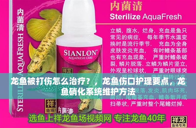 龍魚被打傷怎么治療？，龍魚傷口護理要點，龍魚硝化系統維護方法