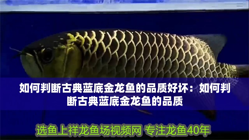 如何判斷古典藍(lán)底金龍魚的品質(zhì)好壞：如何判斷古典藍(lán)底金龍魚的品質(zhì)