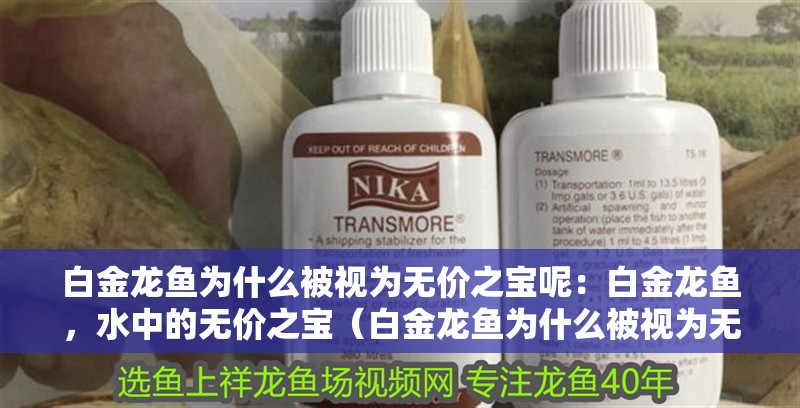 白金龍魚為什么被視為無價之寶呢：白金龍魚，水中的無價之寶（白金龍魚為什么被視為無價之寶）