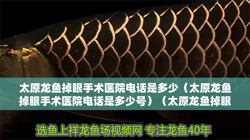 太原龍魚掉眼手術醫院電話是多少（太原龍魚掉眼手術醫院電話是多少號）（太原龍魚掉眼手術醫院電話） 太原龍魚掉眼手術醫院電話是多少（太原龍魚掉眼手術醫院電話是多少號）（太原龍魚掉眼手術醫院電話） 觀賞魚百科