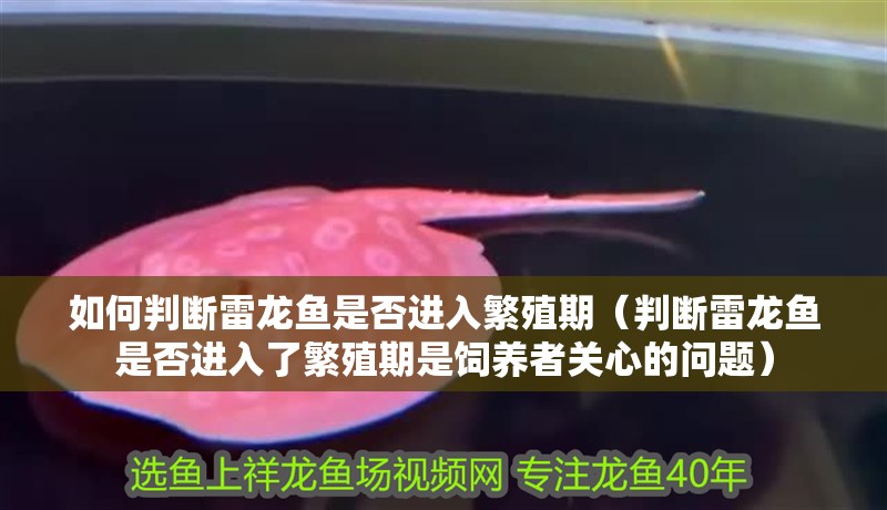 如何判斷雷龍魚是否進入繁殖期（判斷雷龍魚是否進入了繁殖期是飼養者關心的問題）