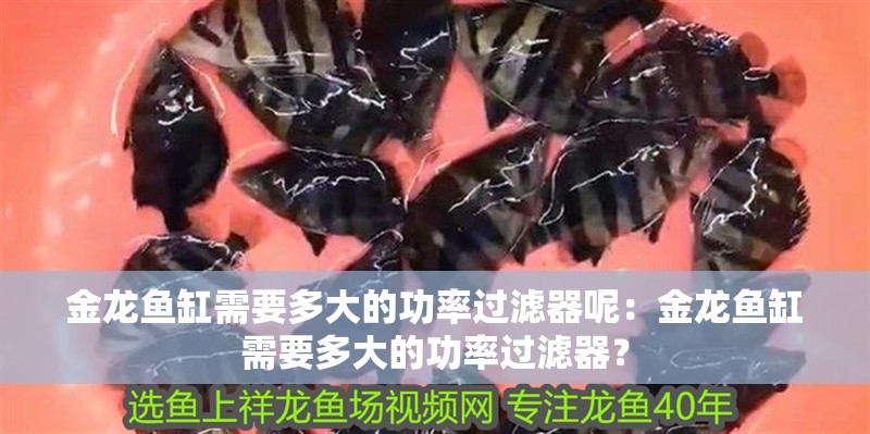 金龍魚缸需要多大的功率過濾器呢：金龍魚缸需要多大的功率過濾器？