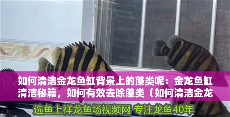 如何清潔金龍魚缸背景上的藻類呢：金龍魚缸清潔秘籍，如何有效去除藻類（如何清潔金龍魚缸背景上的藻類）