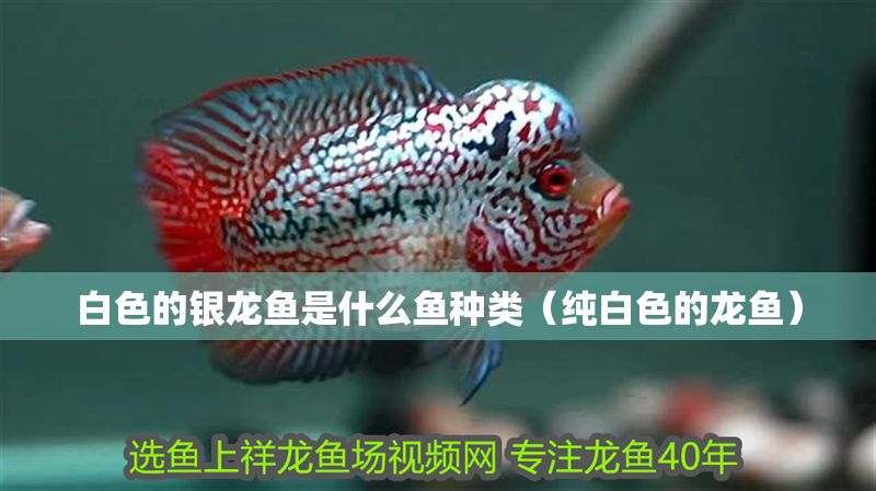 白色的銀龍魚是什么魚種類（純白色的龍魚）