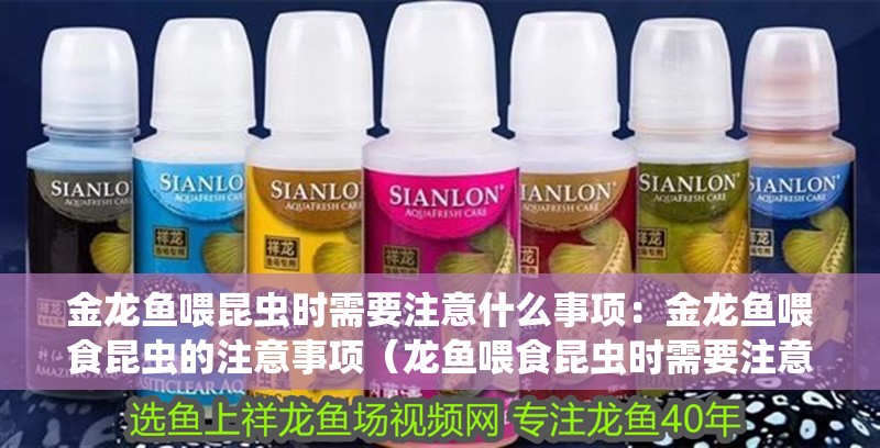 金龍魚喂昆蟲時需要注意什么事項：金龍魚喂食昆蟲的注意事項（龍魚喂食昆蟲時需要注意哪些事項）