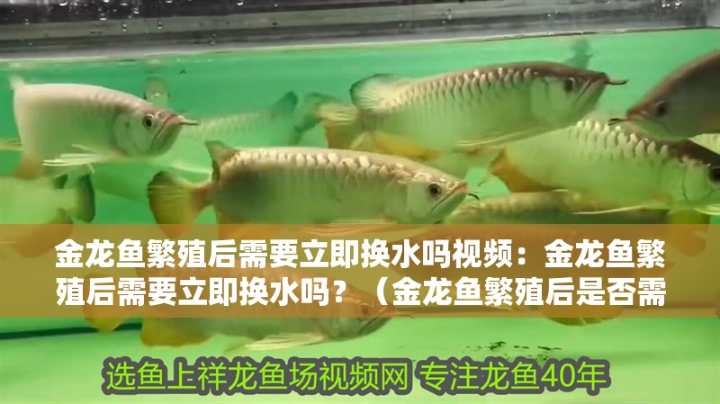 金龍魚繁殖后需要立即換水嗎視頻：金龍魚繁殖后需要立即換水嗎？（金龍魚繁殖后是否需要立即更換水質）