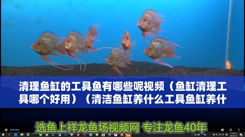清理魚缸的工具魚有哪些呢視頻（魚缸清理工具哪個好用）（清潔魚缸養什么工具魚缸養什么工具魚缸養什么工具魚）