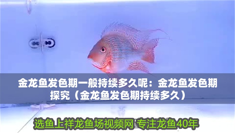 金龍魚發色期一般持續多久呢：金龍魚發色期探究（金龍魚發色期持續多久）