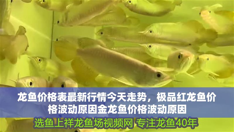 龍魚價格表最新行情今天走勢，極品紅龍魚價格波動原因金龍魚價格波動原因
