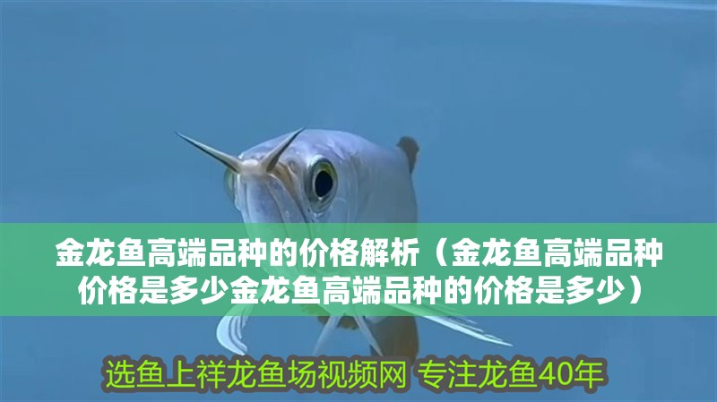 金龍魚高端品種的價格解析（金龍魚高端品種價格是多少金龍魚高端品種的價格是多少）