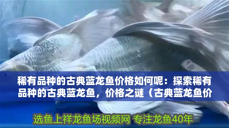 稀有品種的古典藍龍魚價格如何呢：探索稀有品種的古典藍龍魚，價格之謎（古典藍龍魚價格之謎）