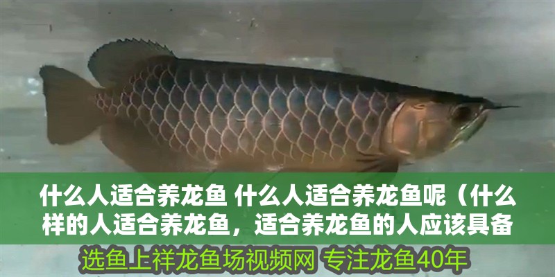 什么人適合養龍魚 什么人適合養龍魚呢（什么樣的人適合養龍魚，適合養龍魚的人應該具備以下幾個特點）