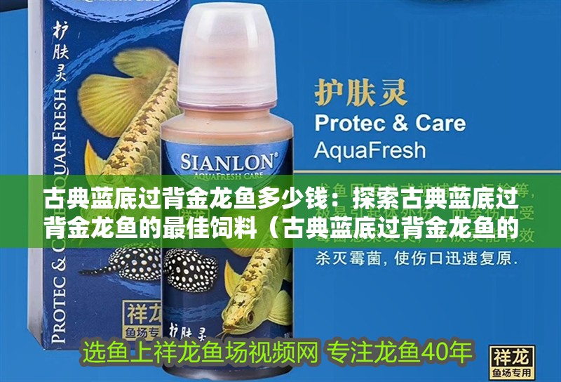 古典藍底過背金龍魚多少錢：探索古典藍底過背金龍魚的最佳飼料（古典藍底過背金龍魚的最佳飼料選擇）
