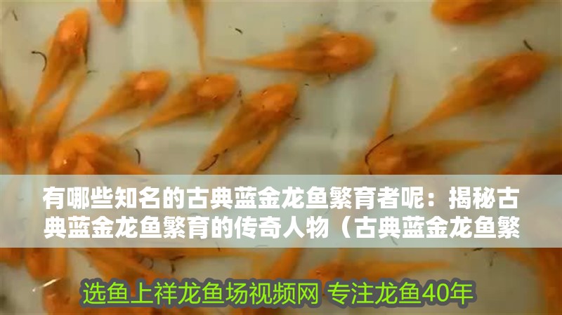 有哪些知名的古典藍金龍魚繁育者呢：揭秘古典藍金龍魚繁育的傳奇人物（古典藍金龍魚繁育的傳奇人物）
