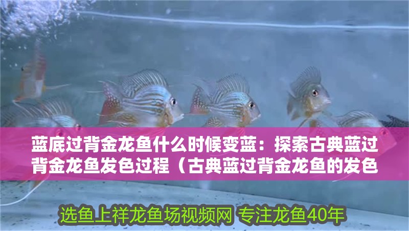 藍底過背金龍魚什么時候變藍：探索古典藍過背金龍魚發色過程（古典藍過背金龍魚的發色過程：藍底過背金龍魚發色過程）