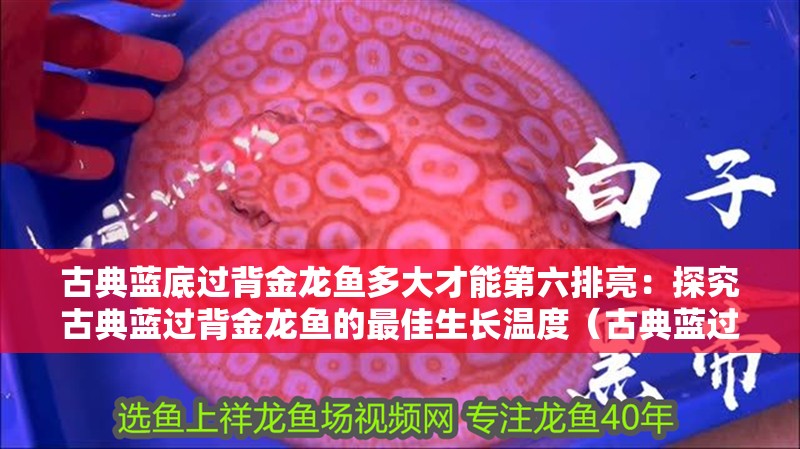 古典藍(lán)底過(guò)背金龍魚多大才能第六排亮：探究古典藍(lán)過(guò)背金龍魚的最佳生長(zhǎng)溫度（古典藍(lán)過(guò)背金龍魚在何種條件下能夠達(dá)到第六排亮效果）