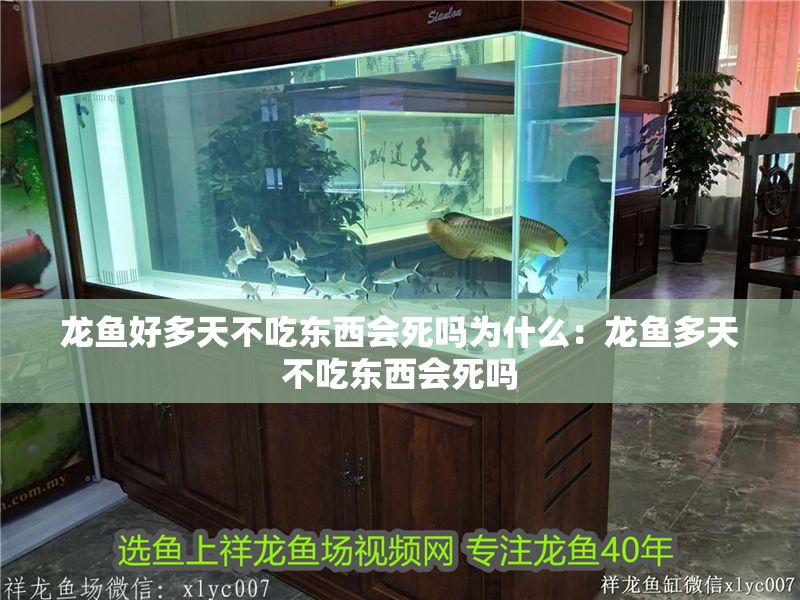 龍魚好多天不吃東西會死嗎為什么：龍魚多天不吃東西會死嗎