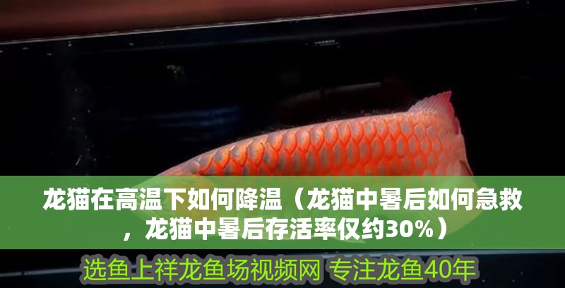 龍貓在高溫下如何降溫（龍貓中暑后如何急救，龍貓中暑后存活率僅約30%）