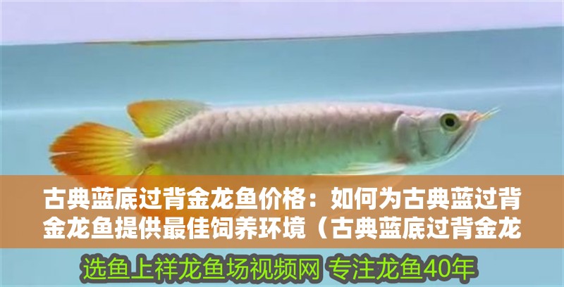 古典藍(lán)底過背金龍魚價(jià)格：如何為古典藍(lán)過背金龍魚提供最佳飼養(yǎng)環(huán)境（古典藍(lán)底過背金龍魚的飼養(yǎng)環(huán)境）