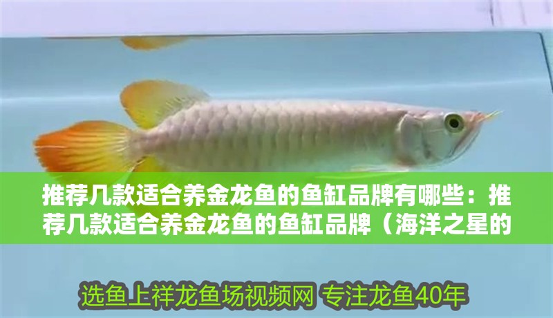 推薦幾款適合養(yǎng)金龍魚的魚缸品牌有哪些：推薦幾款適合養(yǎng)金龍魚的魚缸品牌（海洋之星的魚缸設計） 推薦幾款適合養(yǎng)金龍魚的魚缸品牌有哪些：推薦幾款適合養(yǎng)金龍魚的魚缸品牌（海洋之星的魚缸設計） 水族問答