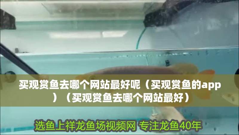 買觀賞魚去哪個網站最好呢（買觀賞魚的app）（買觀賞魚去哪個網站最好）