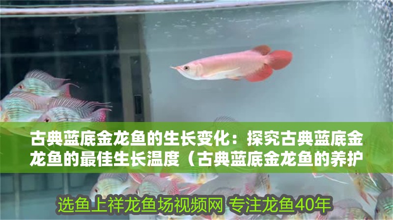古典藍底金龍魚的生長變化：探究古典藍底金龍魚的最佳生長溫度（古典藍底金龍魚的養(yǎng)護）