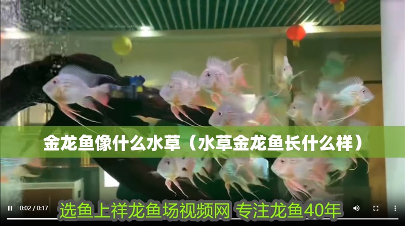 金龍魚像什么水草（水草金龍魚長什么樣）