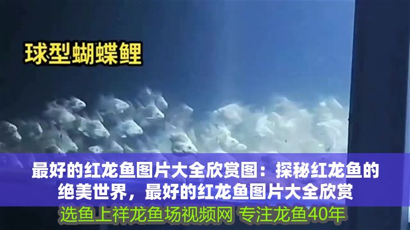 最好的紅龍魚圖片大全欣賞圖：探秘紅龍魚的絕美世界，最好的紅龍魚圖片大全欣賞