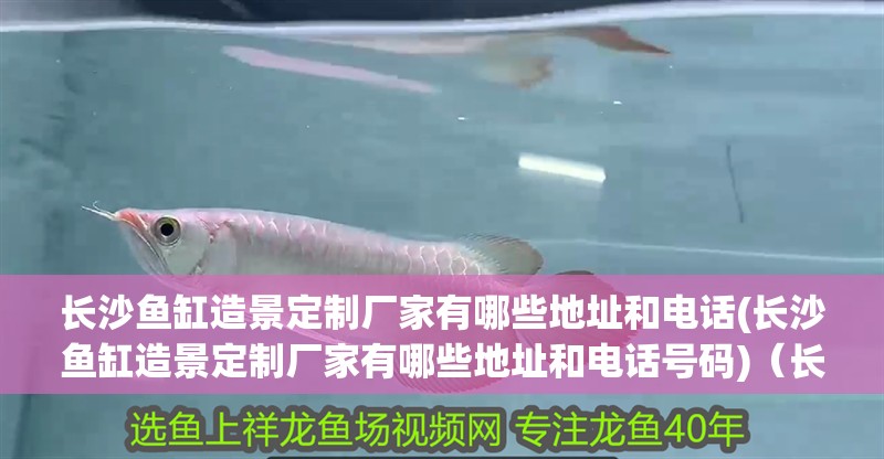 長沙魚缸造景定制廠家有哪些地址和電話(長沙魚缸造景定制廠家有哪些地址和電話號碼)（長沙魚缸造景廠家有哪些地址和電話）