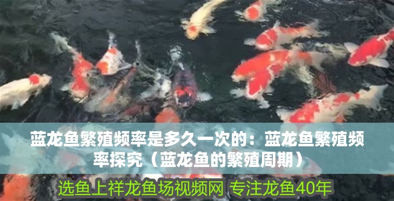 藍龍魚繁殖頻率是多久一次的：藍龍魚繁殖頻率探究（藍龍魚的繁殖周期）