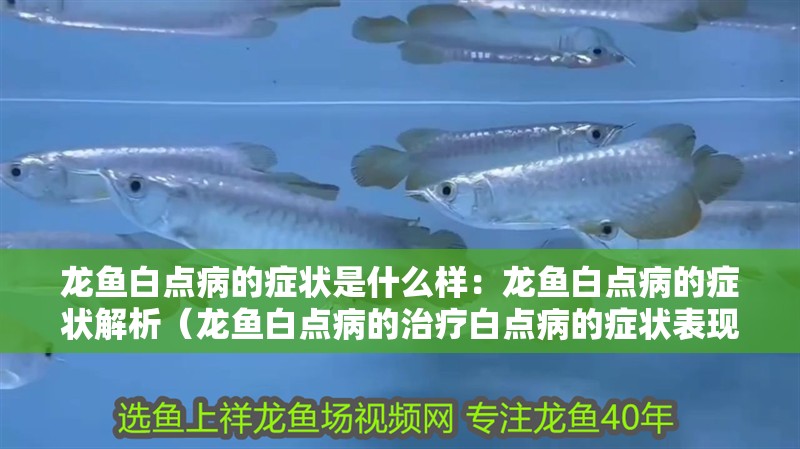 龍魚白點病的癥狀是什么樣：龍魚白點病的癥狀解析（龍魚白點病的治療白點病的癥狀表現是一種常見的水族箱疾病）