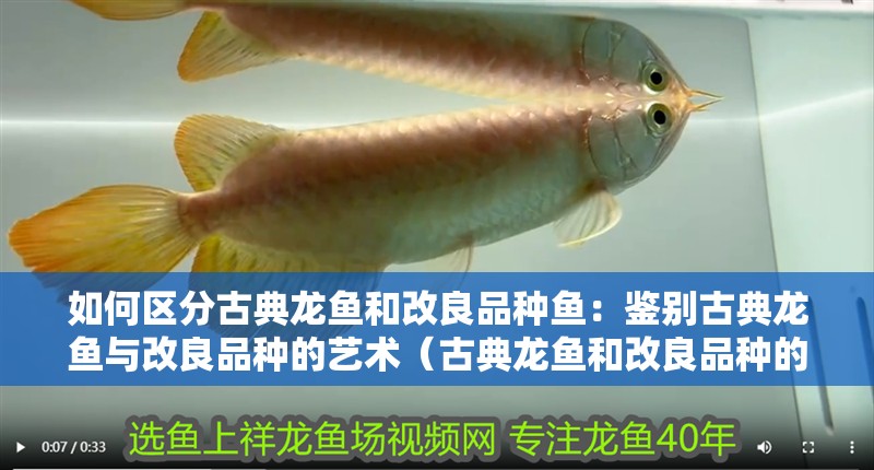 如何區分古典龍魚和改良品種魚：鑒別古典龍魚與改良品種的藝術（古典龍魚和改良品種的區別）