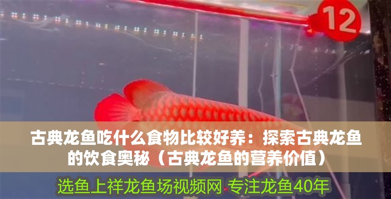 古典龍魚吃什么食物比較好養：探索古典龍魚的飲食奧秘（古典龍魚的營養價值）