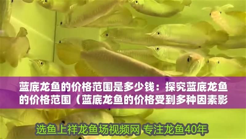 藍底龍魚的價格范圍是多少錢：探究藍底龍魚的價格范圍（藍底龍魚的價格受到多種因素影響藍底龍魚的價格影響）
