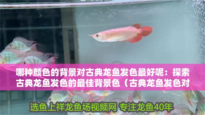 哪種顏色的背景對古典龍魚發色最好呢：探索古典龍魚發色的最佳背景色（古典龍魚發色對古典龍魚發色的選擇與古典龍魚發色的選擇）